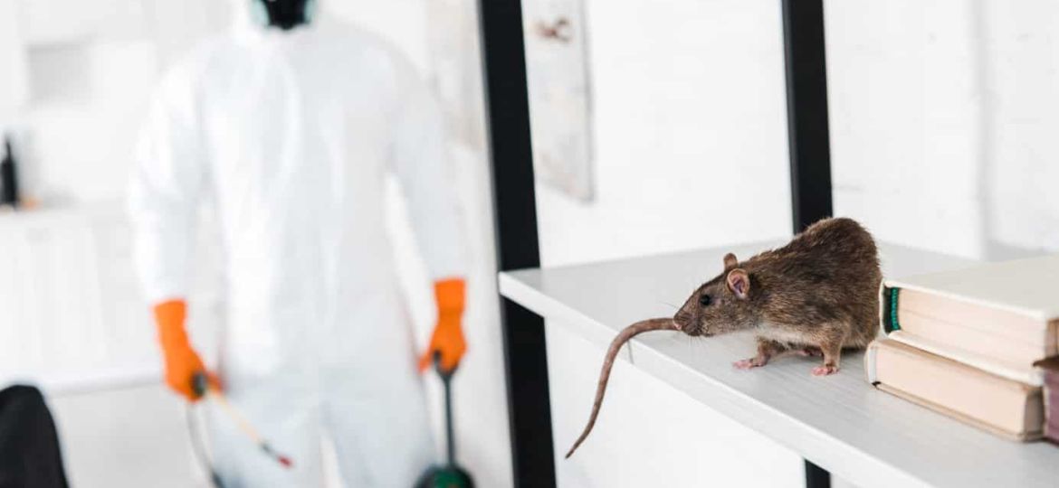 Rats Control
