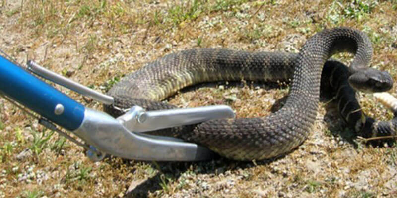 Snake Control Snake Control