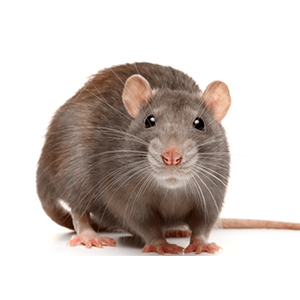 Rats Control