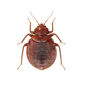 bed bugs Control