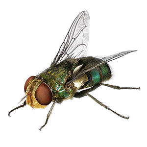 pest control