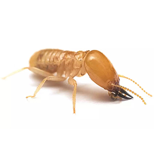termite proof