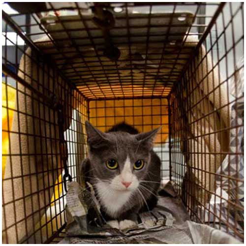 Cats Control Services