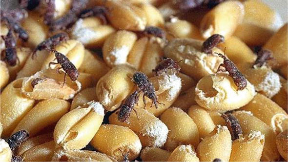 Stored Grain Pest Control