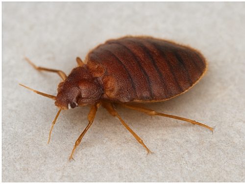 Bed Bug Control
