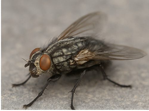 House Flies Control