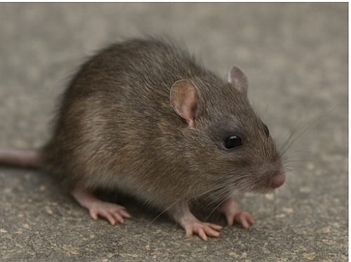 Rodent Control