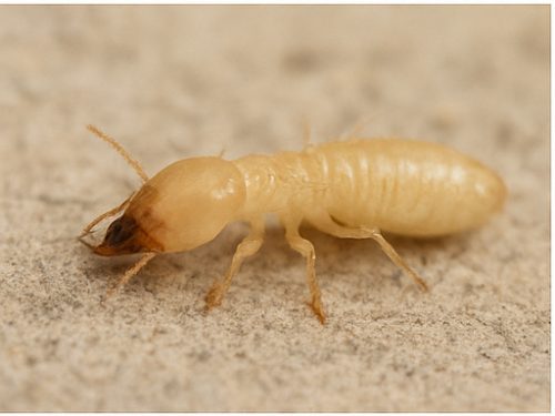 Termite Control
