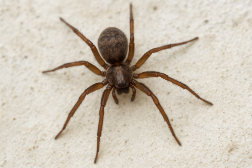 Spider